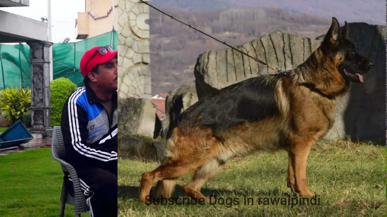 one of the Best German shepherd kennel in pakistan