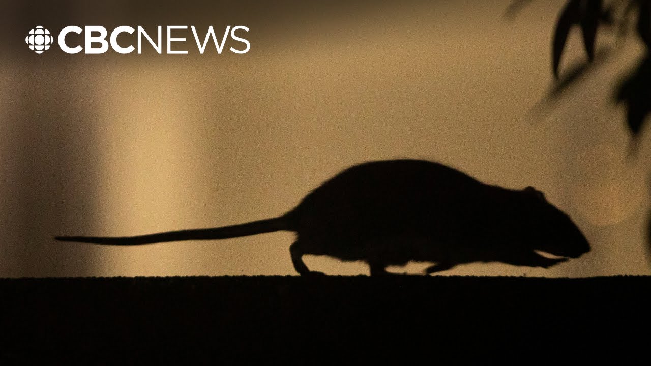 Reports detail hundreds of mouse and rat complaints in schools across Vancouver
