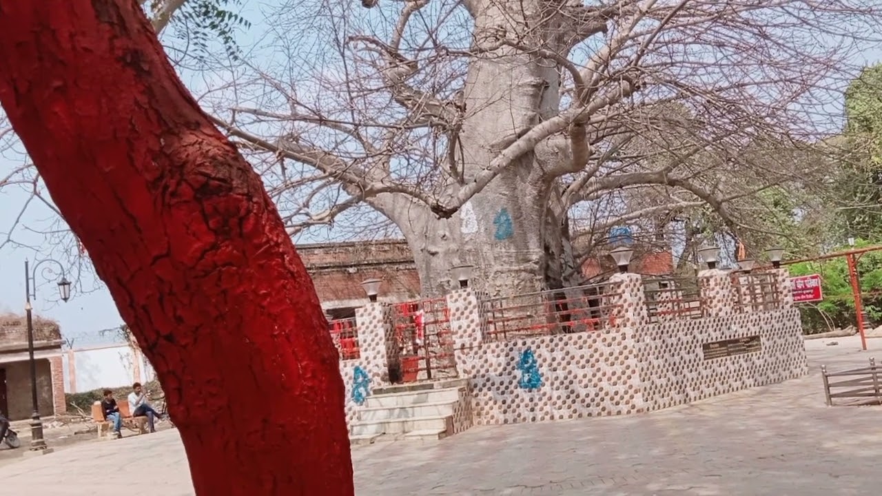 Kalp vriksha. viral trend's vidio