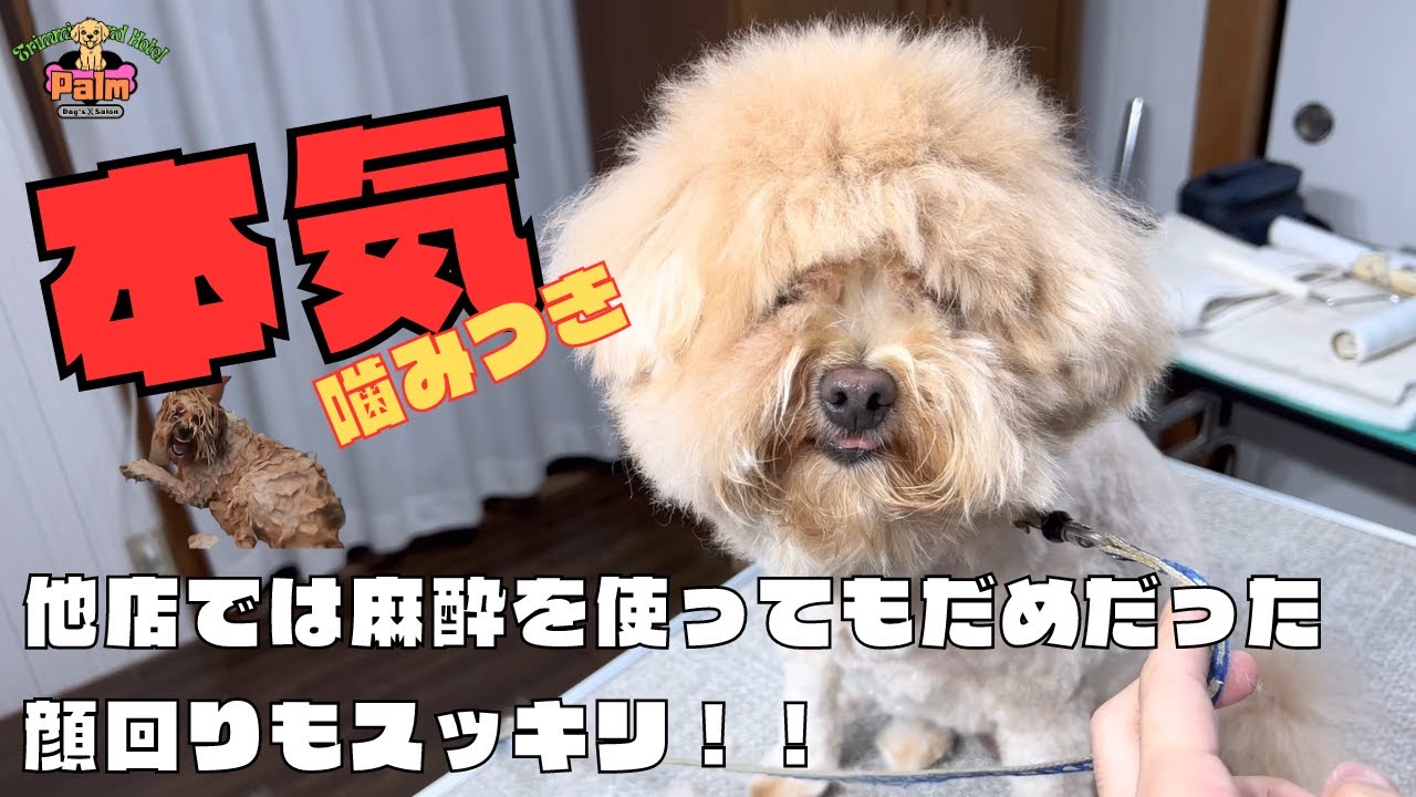 噛み犬をトリミングで救う！！【ポメラニアン×トイプードル】