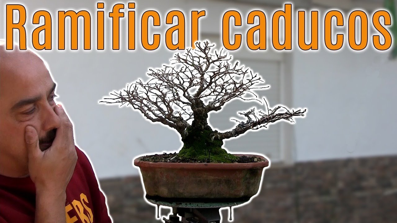Cómo ramificar bonsai caducifolio