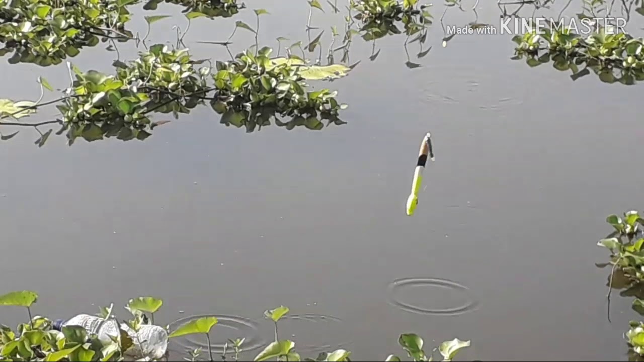 Rawa pening....edisi mancing sepat lurrr... nyuuttt teruss.. mantul