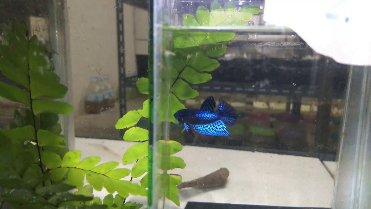 Beautiful wild betta hybrid blue from Franksbettas
