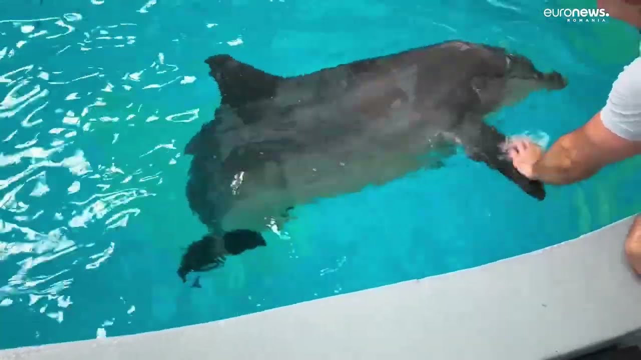 Premieră la Delfinariul din Constanța. O femelă delfin, salvată din Ucraina, va aduce pe lume un pui