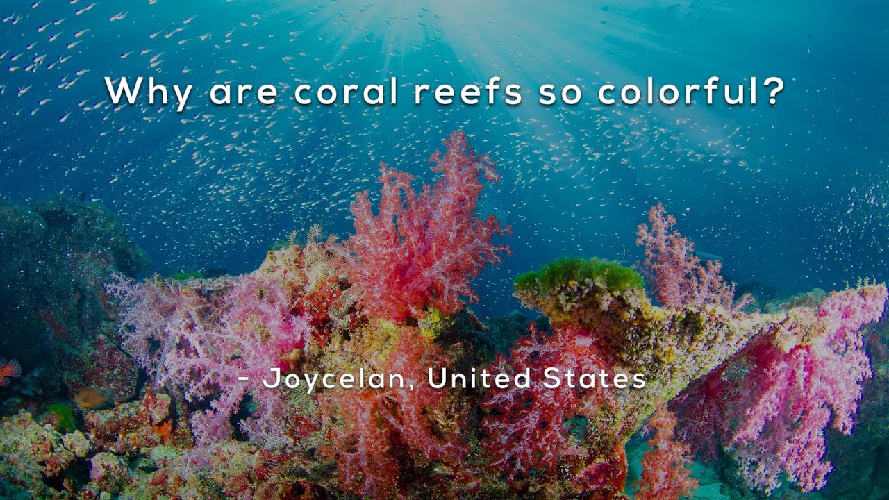 Why are coral reefs so colorful?