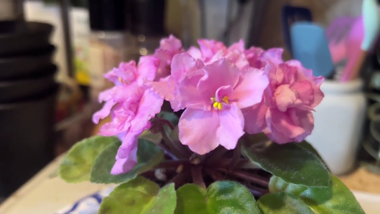 Warning! Heavy Bloom