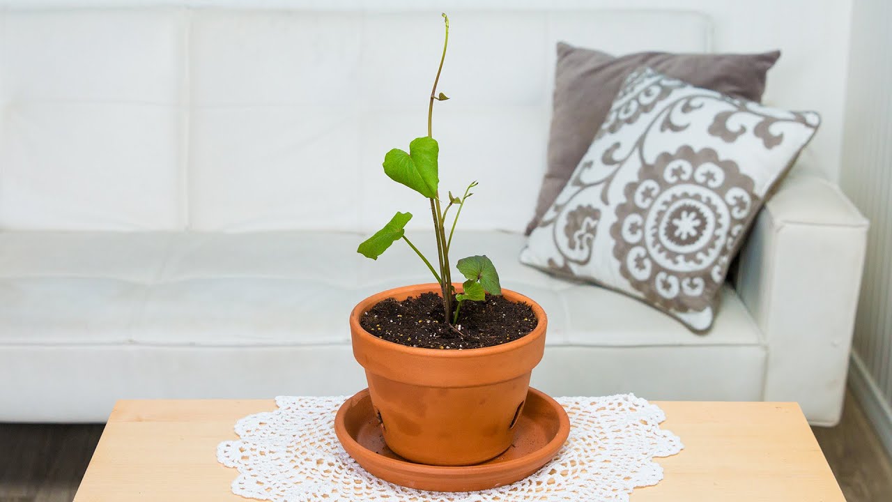 Turn Veggies Into Pretty House Plants