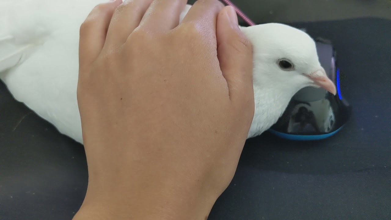 No clicky clicky. Only scratch