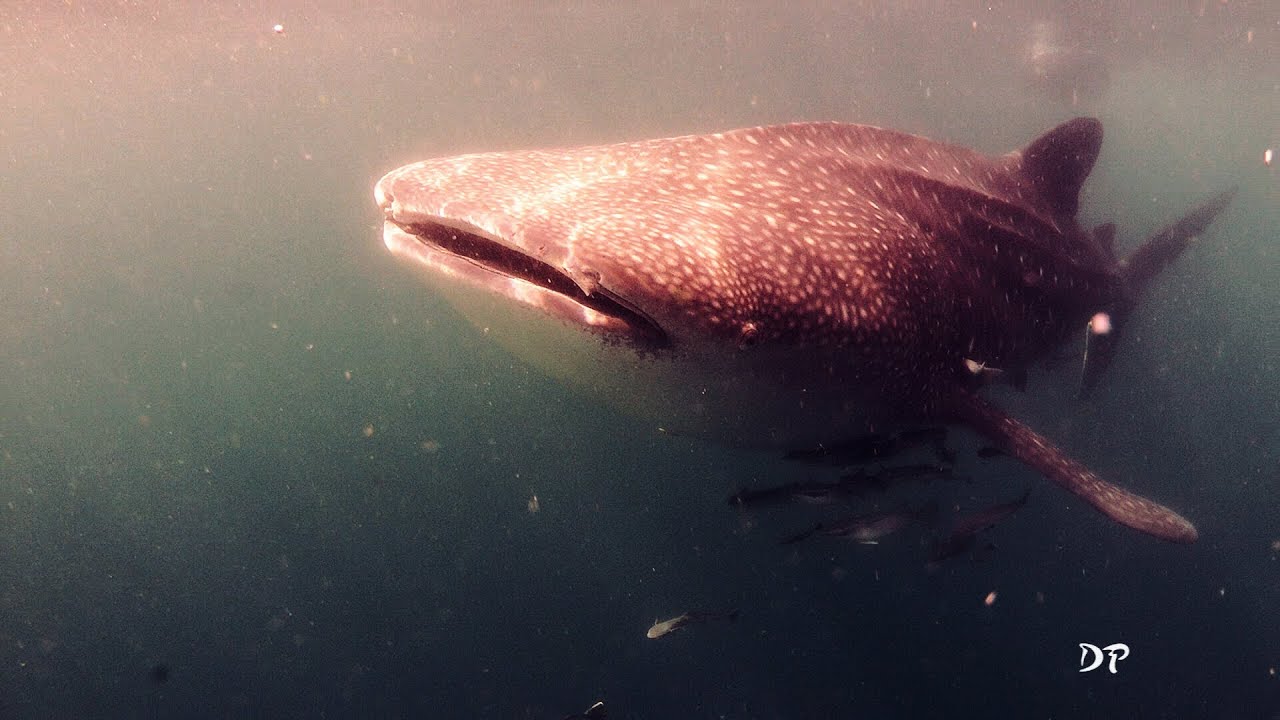 Oman Diving Al Sawadi, Daymaniyat Islands HD 1080p 2013 scuba diving