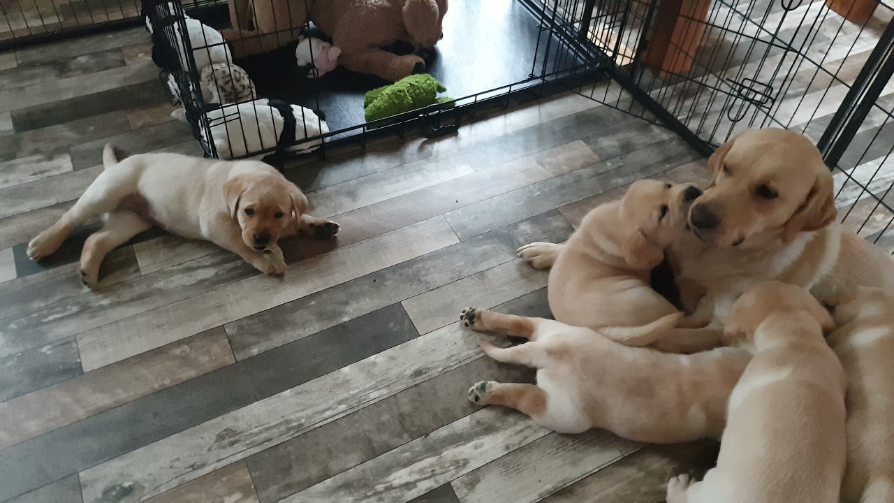 Mayfieldgarden Nr.849 Hundemutter / H&uuml;ndin erzieht ihre Welpen #labradorwelpen #welpenerziehung