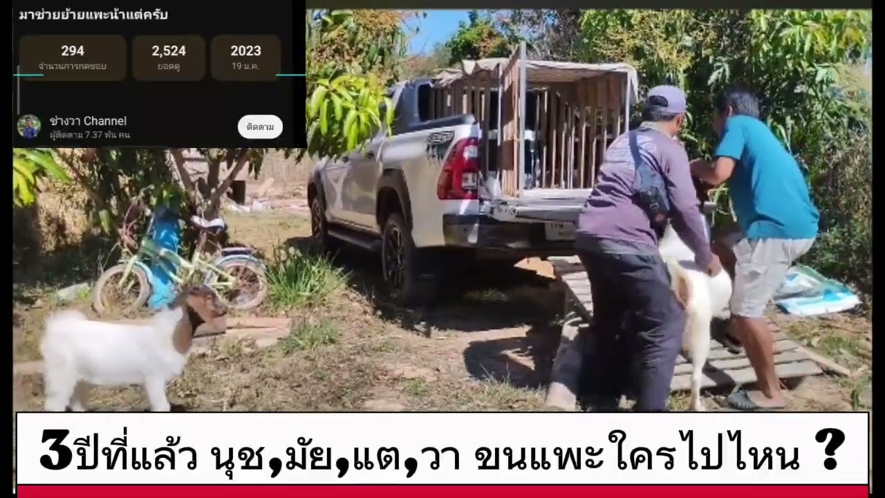 ใครไปขนแพะบักไหล ไปชมกัน🤣🤣🤣