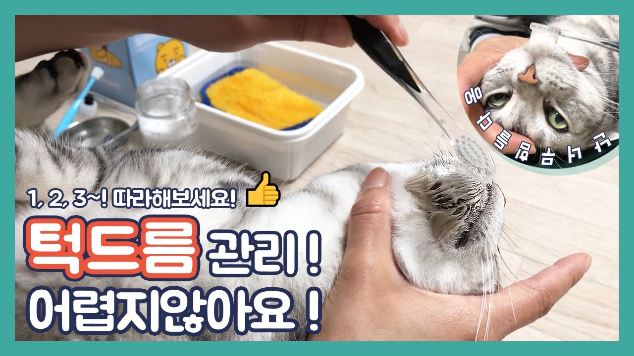 고양이 턱드름, 집에서 하는 턱드름관리 어렵지않아요! 따라해보세요! 🤗