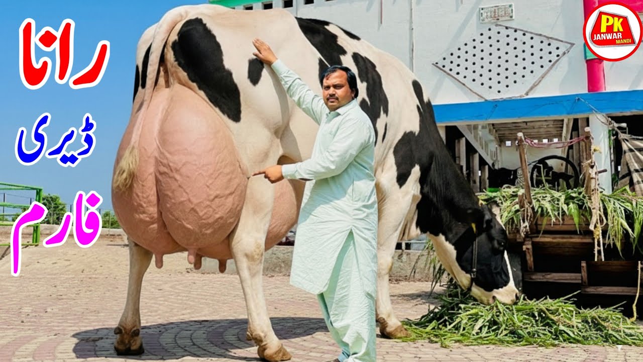 Rana Dairy Farm | Biggest HF Cow | Biggest  Cow for Sale in Punjab | Big Girlando Cow | Pk JanwarMan