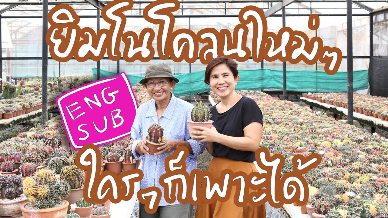 วิธีเพาะพันธุ์ยิมโนโคลนใหม่ๆ ของอาป้อม กระท่อมลุงจรณ์ / Cactus Journey EP.40