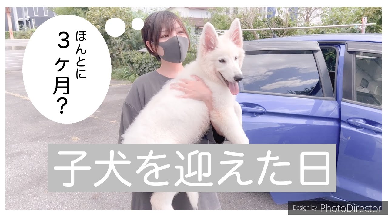 【生後３ヶ月】デカすぎる子犬を迎えた日【ホワイトシェパード】
