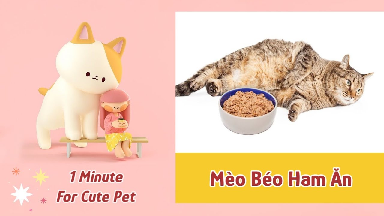 Chú Mèo Béo Ham Ăn   Siêu Đáng Yêu 