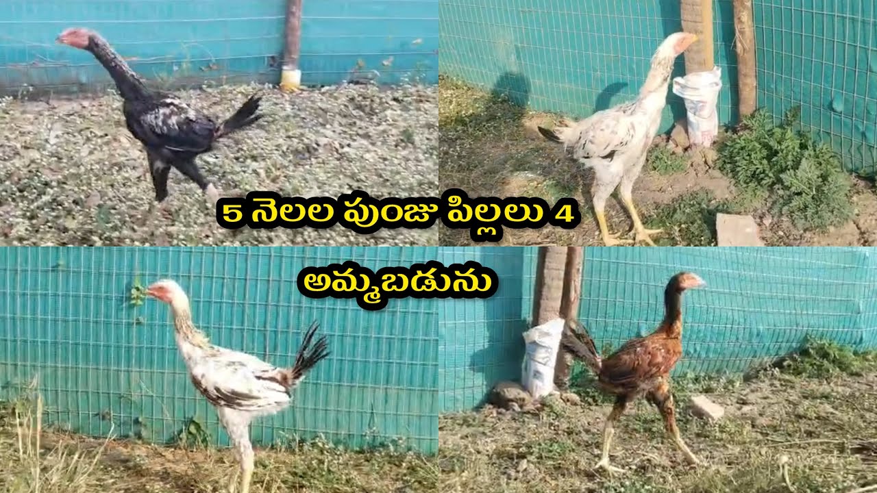 5 నెలల రెచ్చువాటం పుంజుపిల్లలు 4 ॥📲6300 371 986 #virulvideo #birds 