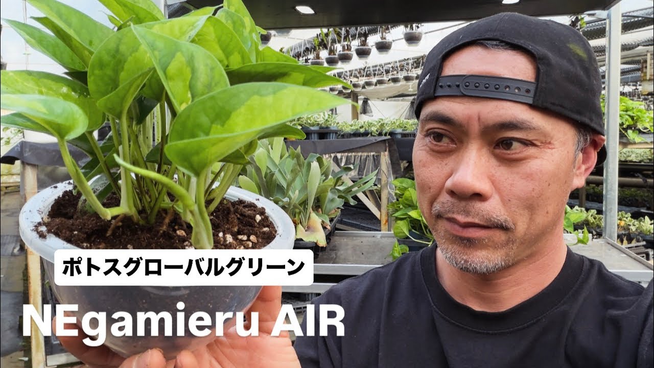 ポトス植替え&ビカク苔玉作り