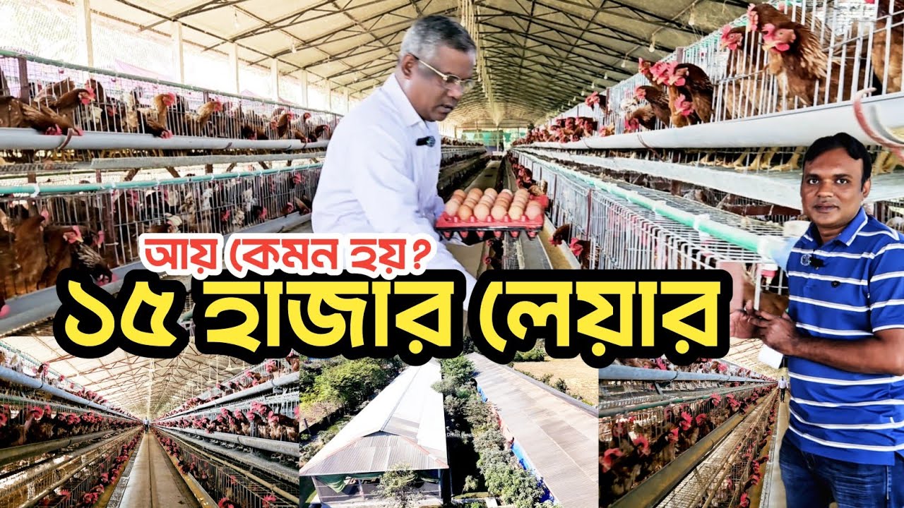 বানিজ্যিক ভাবে ১৫ হাজার লেয়ার পালন করে কেমন আয় করছেন উদ্যোক্তা | Agro Dream Bangla 