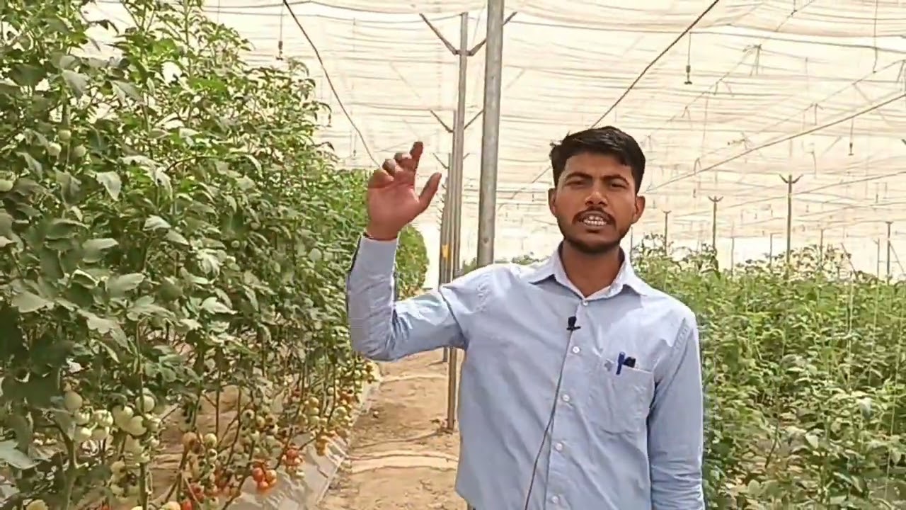 नेट हाउस में टमाटर की खेती कैसे करें।
