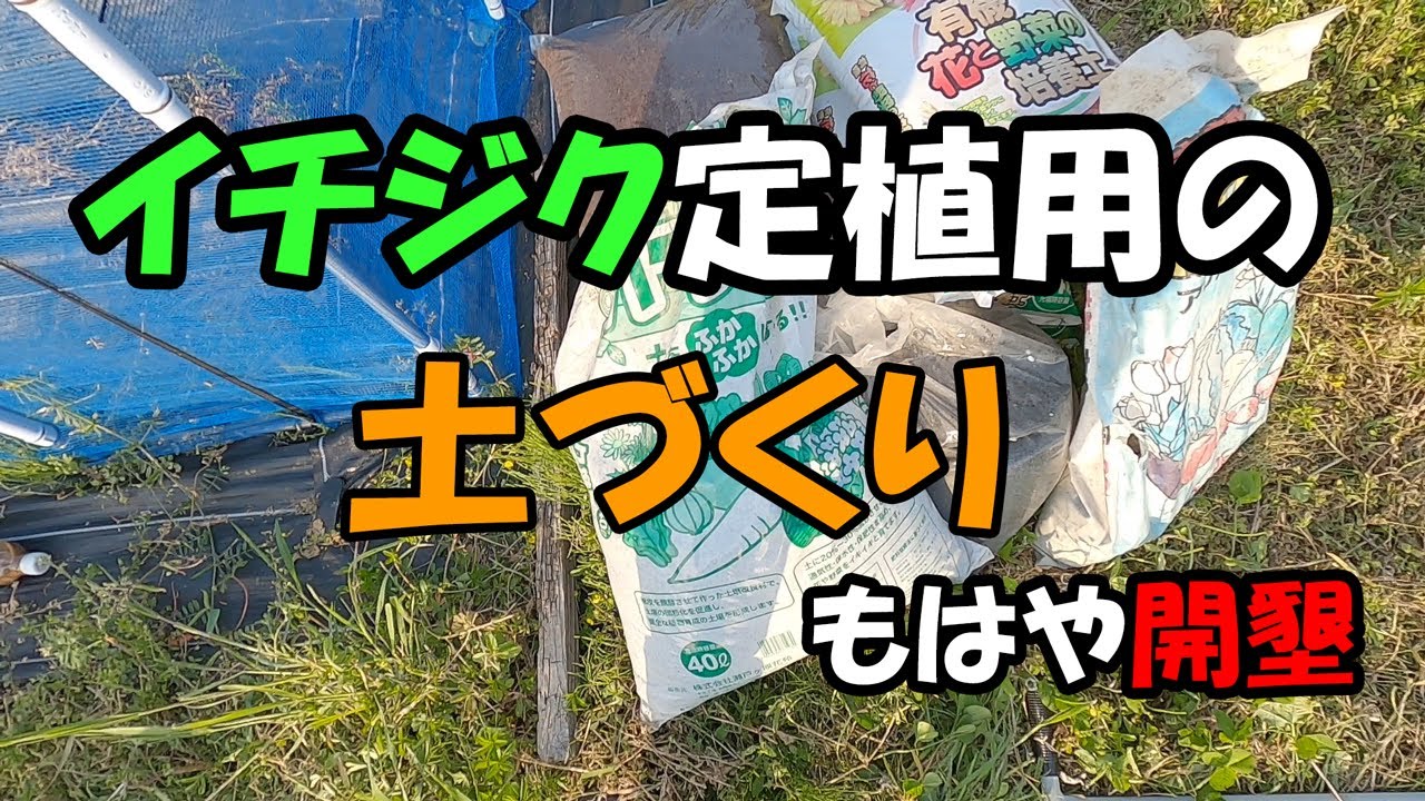 イチジク定植用の土づくり(もはや開墾)と育成中の苗の様子