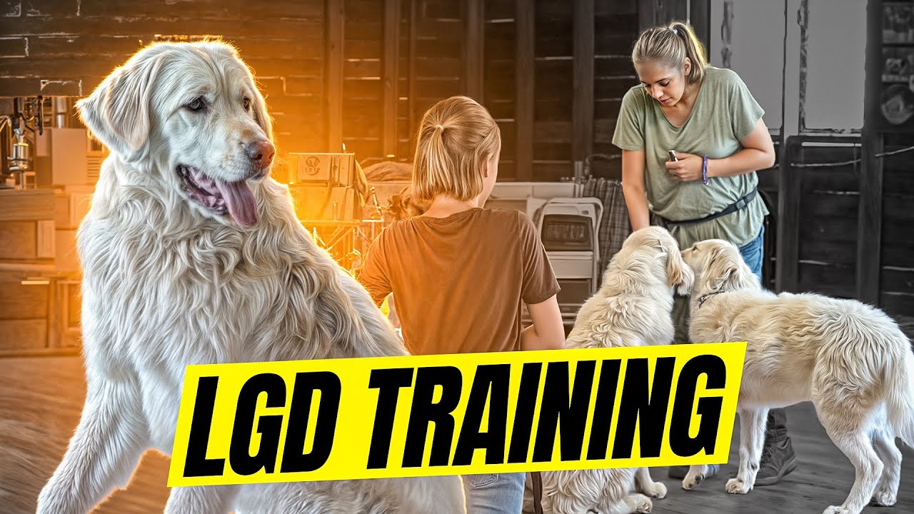 Watch These Livestock Guardian Pups Master Their Targeting Skills!