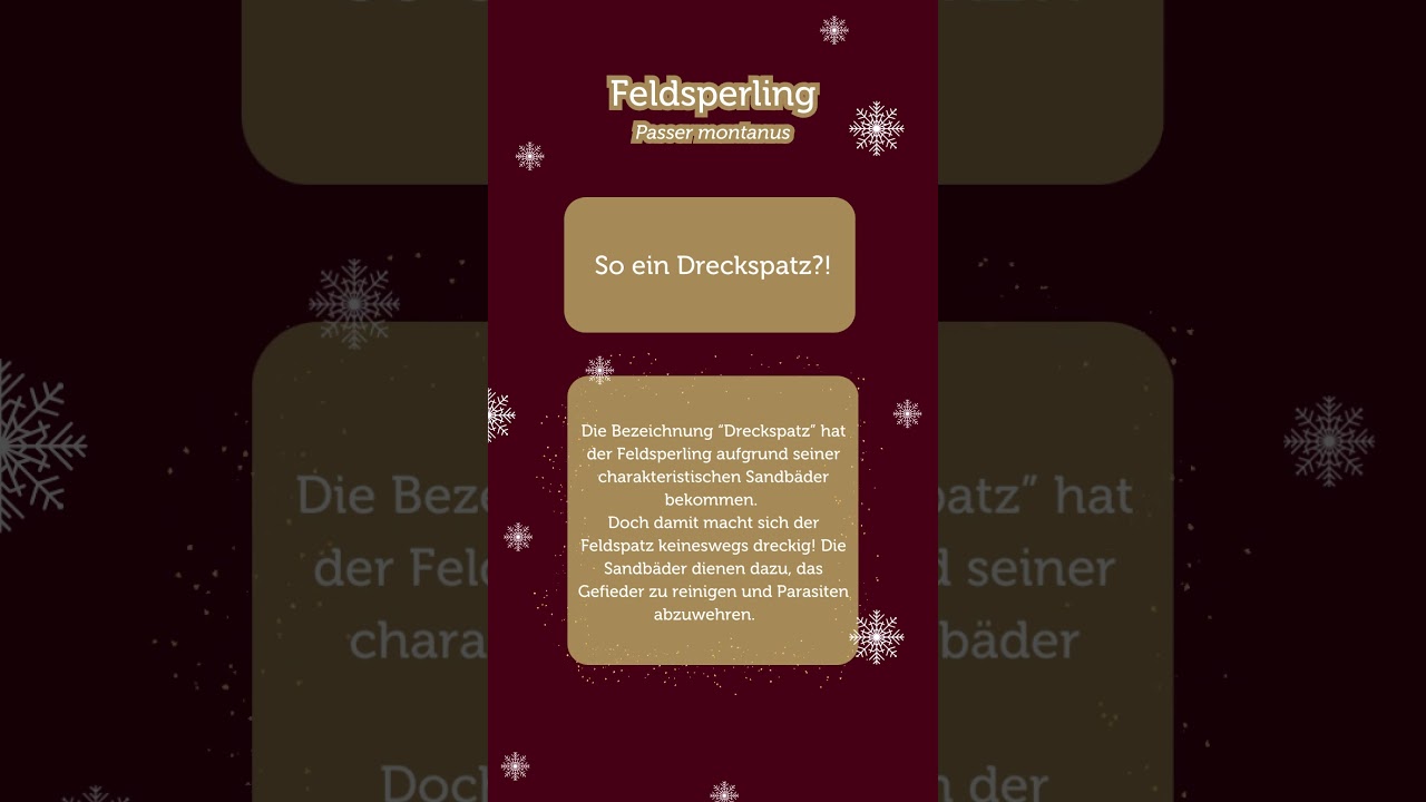 Adventkalender 2023: T&uuml;rchen 3 &ndash; Feldsperling