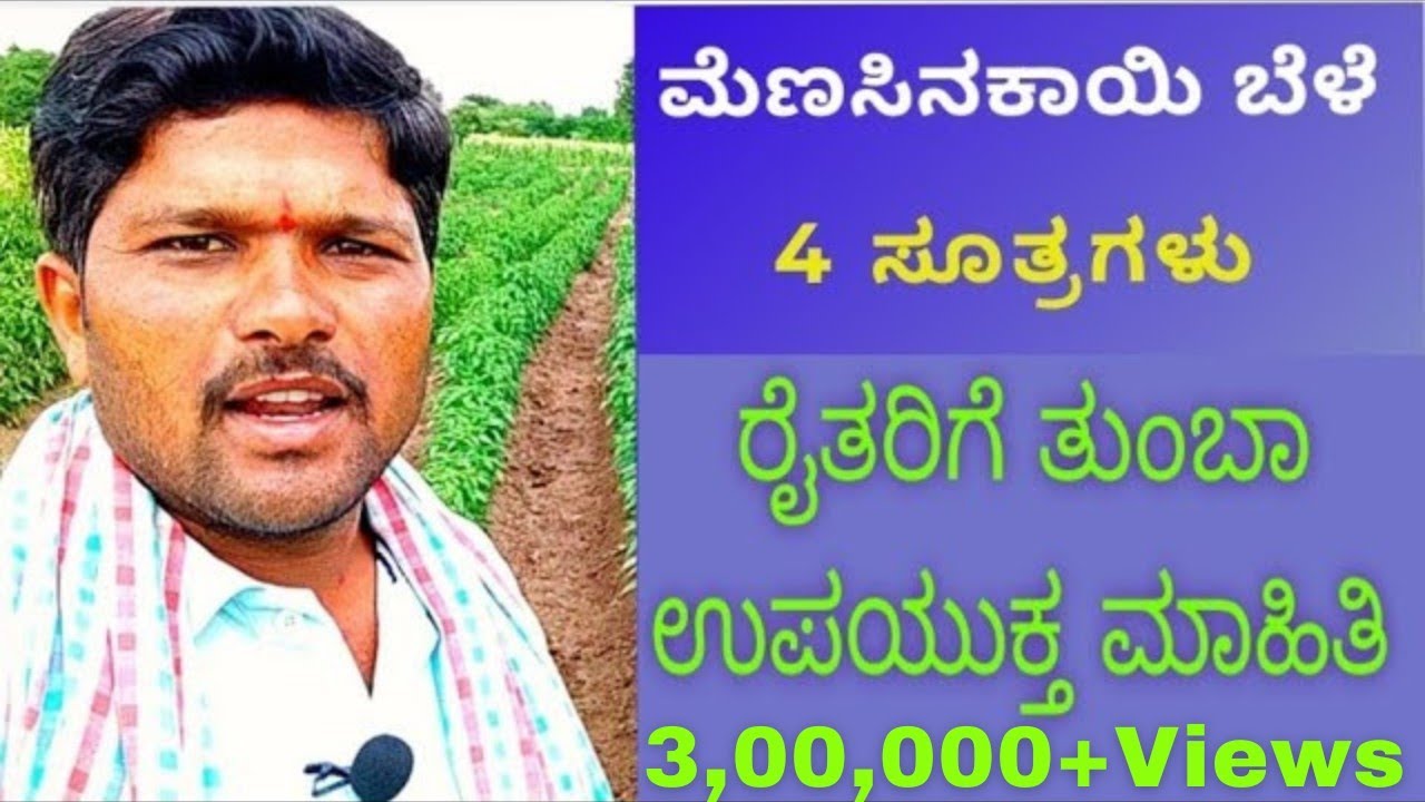 Menasinakai krushi kannada #chilli farming,#chilli cultivation