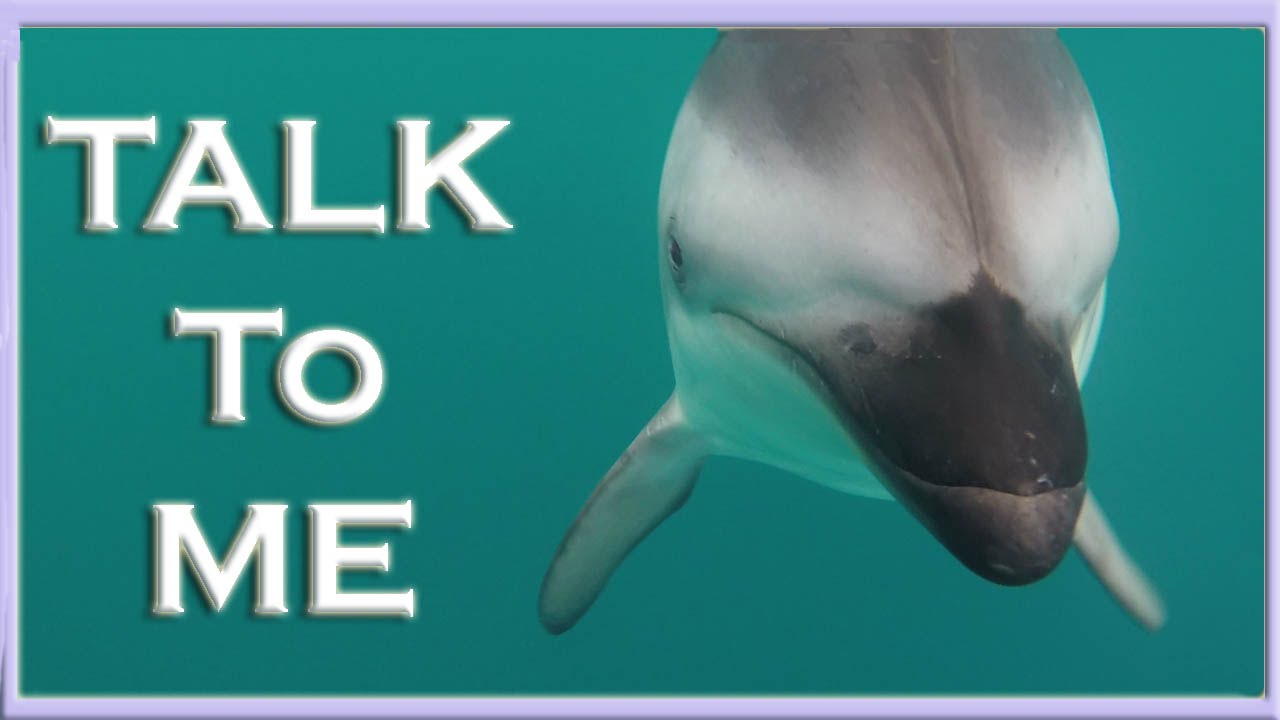 A Special Dusky Dolphin Encounter