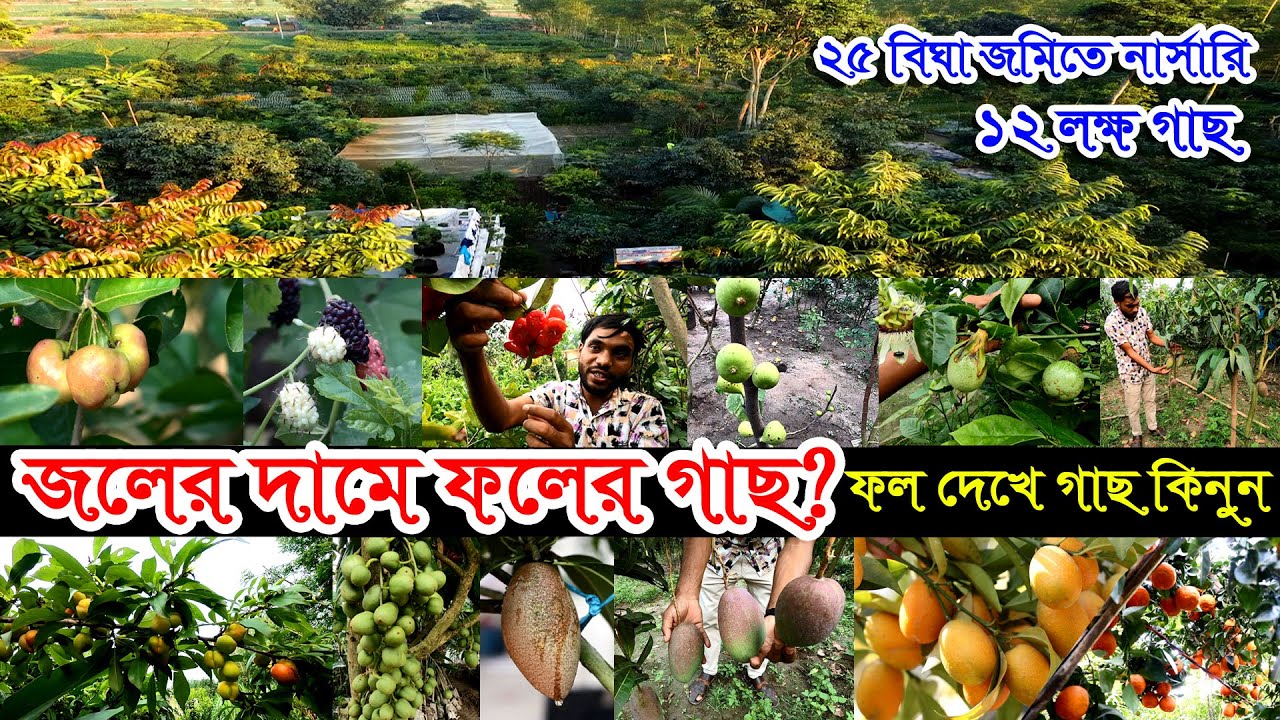 বিদেশী ফল গাছের মূল্য | নার্সারিতে জলের দামে পাওয়া যাচ্ছে ফলের গাছ | কম দামে ফলের গাছ নার্সারিতে