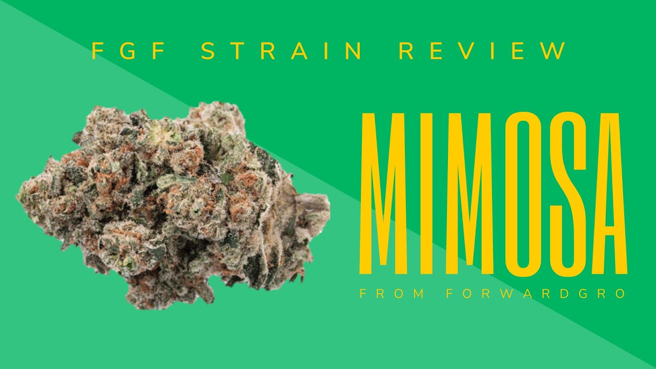 FGF Strain Review: Mimosa from ForwardGro