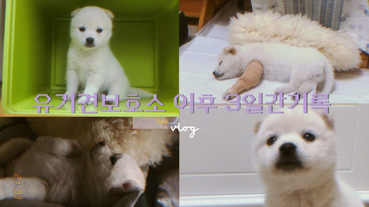 유기견보호소 이후 3일간의 기록 | 파보바이러스 | 유기견입양 | Korean Jindo Dog Parvovirus Recovery
