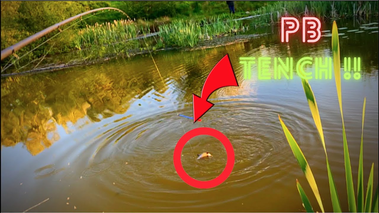 I Caught my PB TENCH in this TINY Pond!!