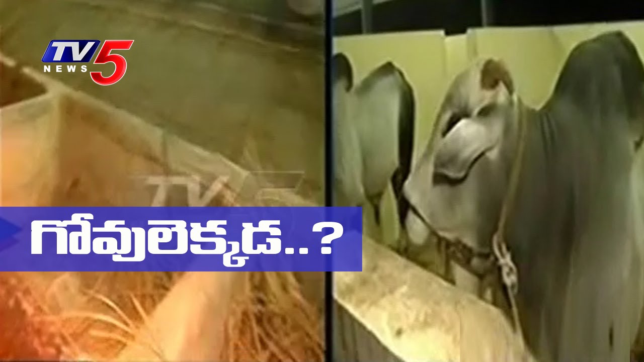 27 Cows Go Missing Due to Officers Negligence | Tirupati | TV5 News