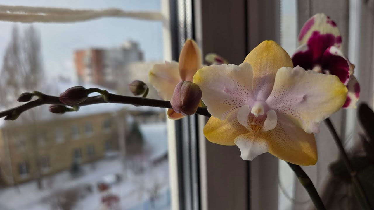 Первые цветения подростков азиатских орхидей и не только🌼🌺🏵Болтаем и любуемся орхидеями🪻#фаленопсис 