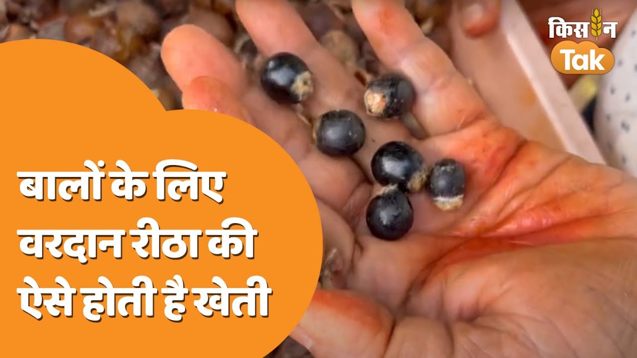 Reetha ki Kheti: कई गुणों से भरपूर है रीठा, जानें इसकी खेती कैसे करें | Kisan Tak
