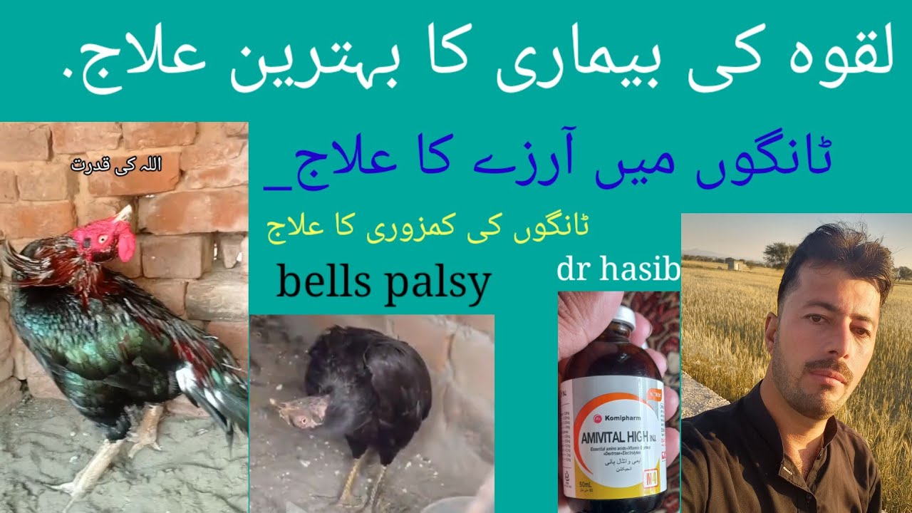 Bells palsy Aseel murga murgi patha k laqwa ka bhtreen ilaaj murga ki gardan ka tedha pan( dr Hasib 