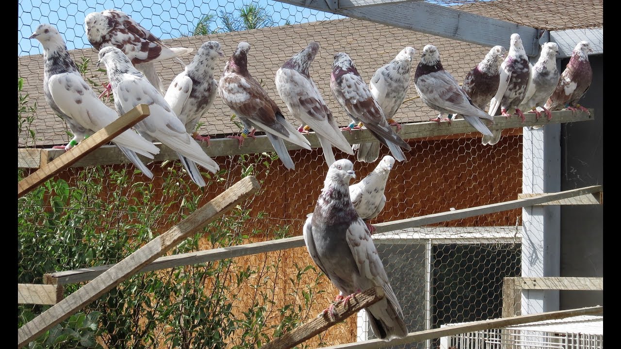 Iranian High Flying Pigeons (Galamkarha)