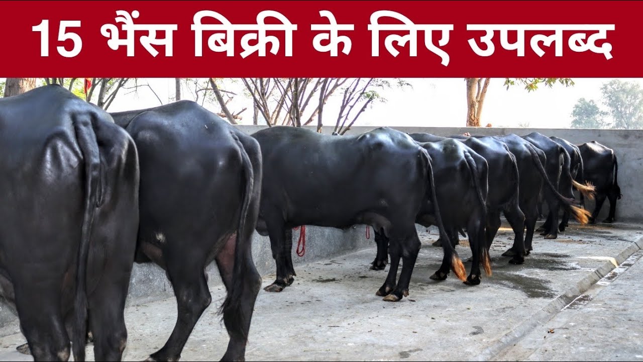 15 Buffaloes available for sale. Village-Kabrel, District-Hisar, Haryana