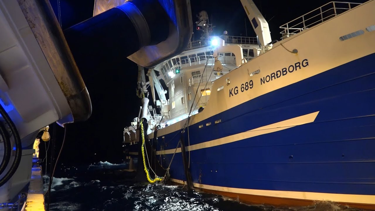Polar Amaroq & Norðborg 2021