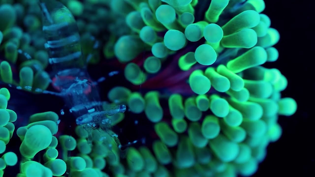 Coral Reef, Music & Images by Coral Morphologic