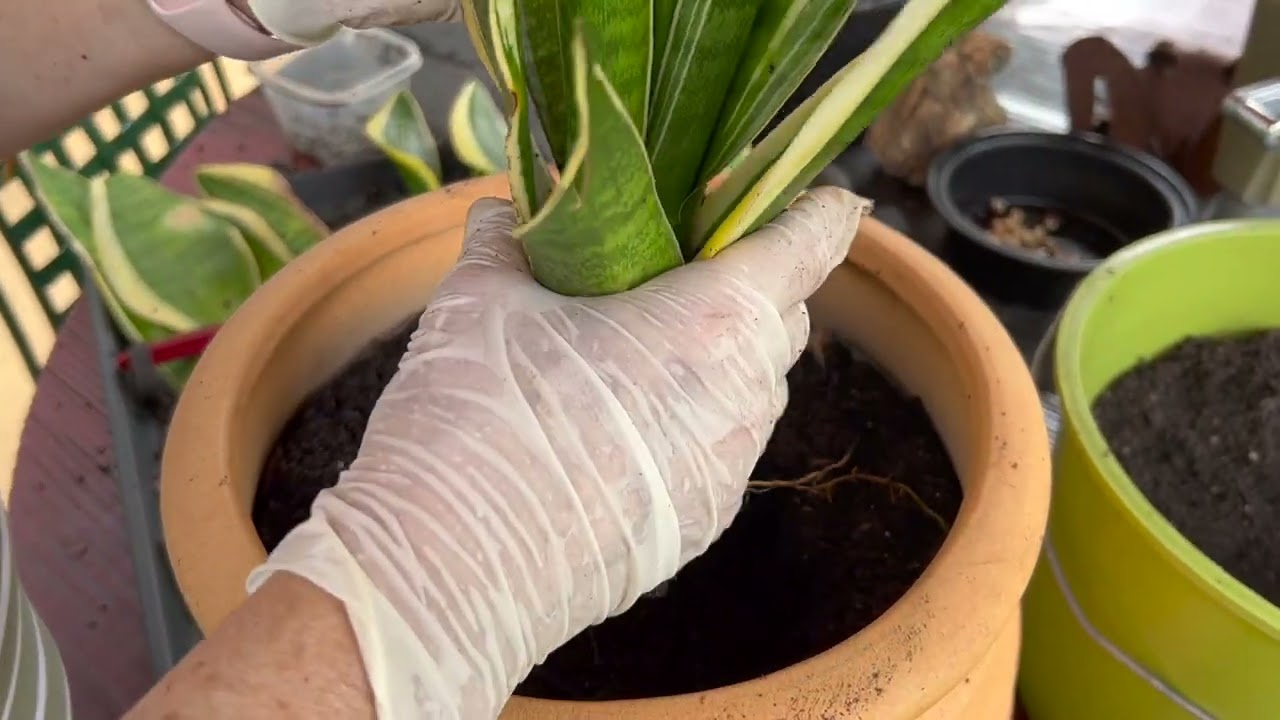 Sansevieria, Lengua de Suegra// Espada de San Jorge// Decoracion y Reproduccion !!