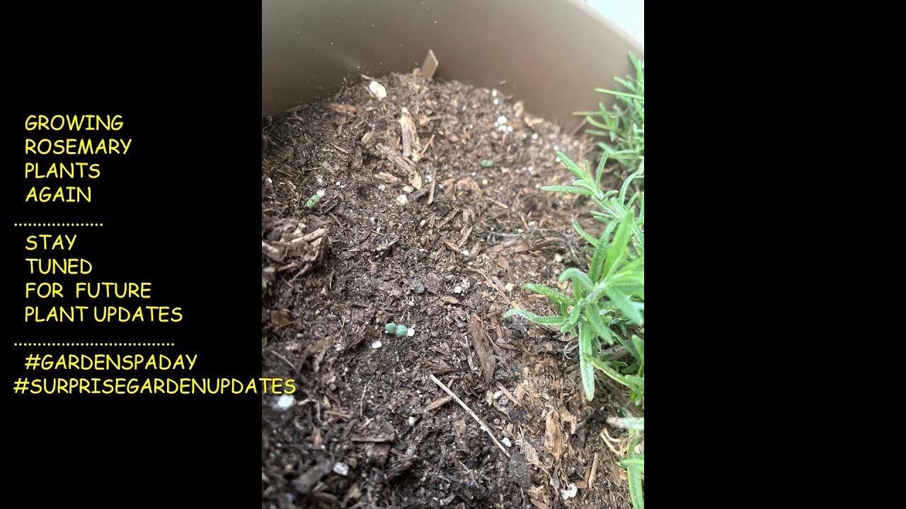 GROWING ROSEMARY PLANTS AGAIN💦STAY TUNED FOR FUTURE UPDATES #GARDENSPADAY #SURPRISEGARDENUPDATES