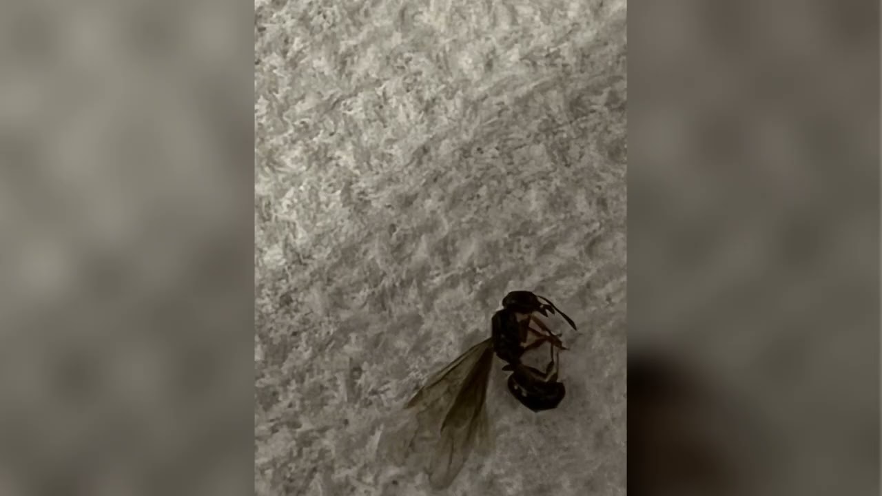 Lancaster PA Pest Control Experts | Genesis Termites & Bed Bug, Rodent Extermination