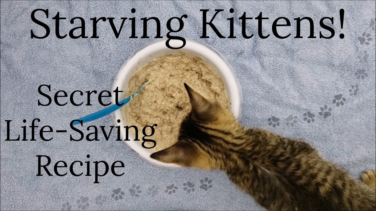 Easy 3 Ingredient Recipe! How To Make High Calorie Kitten Food Mix