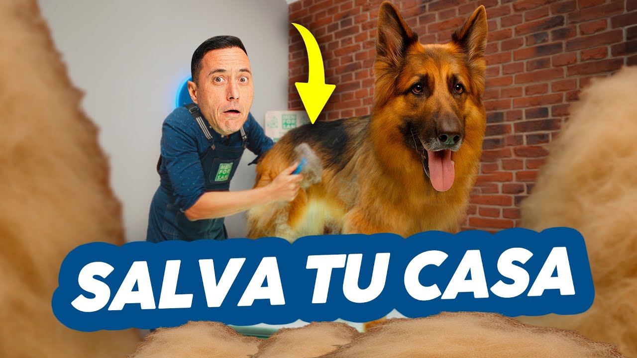 TRUCOS para que NO SUELTE PELO tu PASTOR ALEMÁN