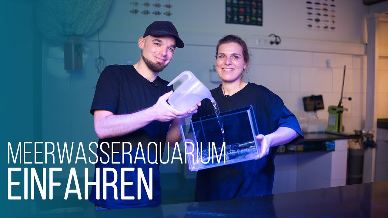 HOW-TO: Meerwasseraquarium einfahren &ndash; Methodik & hilfreiche Tipps f&uuml;r eine schnelle Einfahrphase!