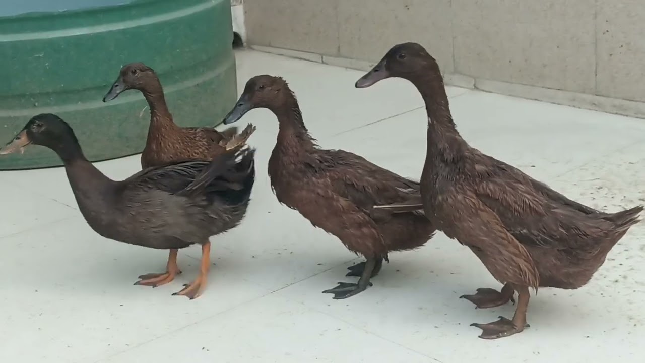 Pure deshi battakh in delhi | pets vlog