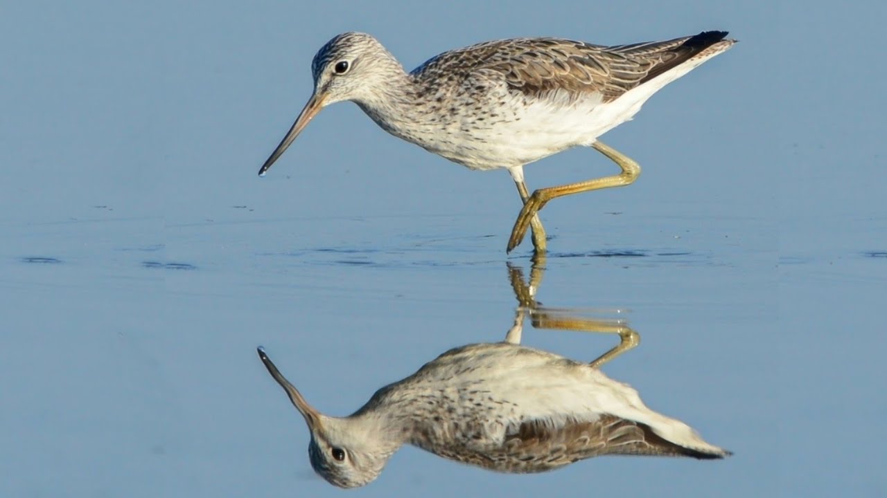 Famous Dancing Common Greenshank birds | Amazing facts 