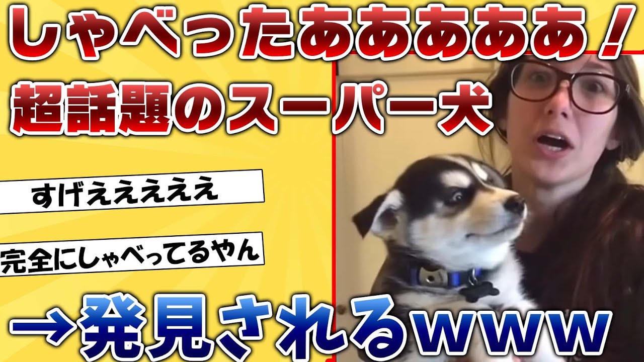２ｃｈで話題沸騰！喋る犬たちの驚くべき才能を大公開！